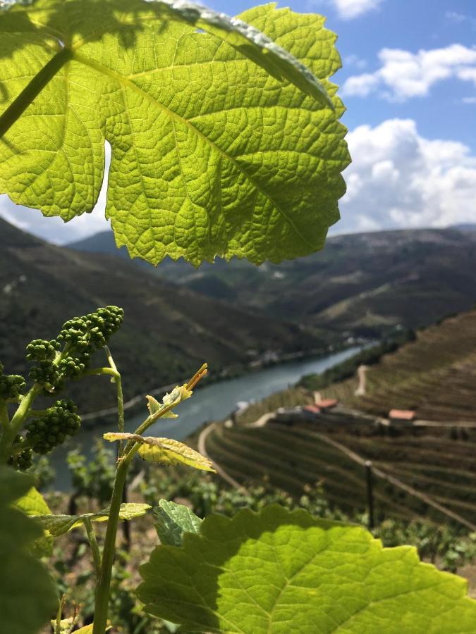 Hostel Douro Backpackers Pinhao Exterior photo